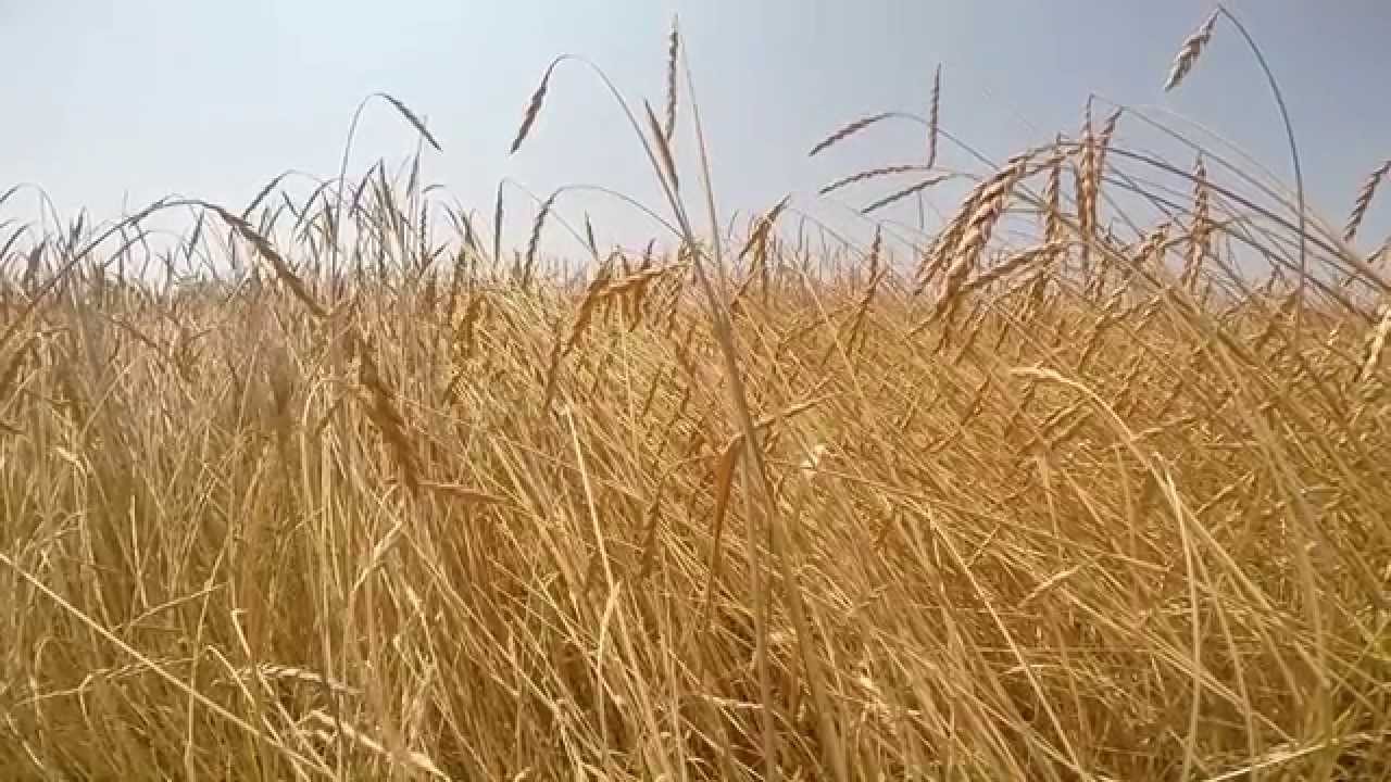 T&ouml;nk&ouml;lyb&uacute;za Arat&aacute;s