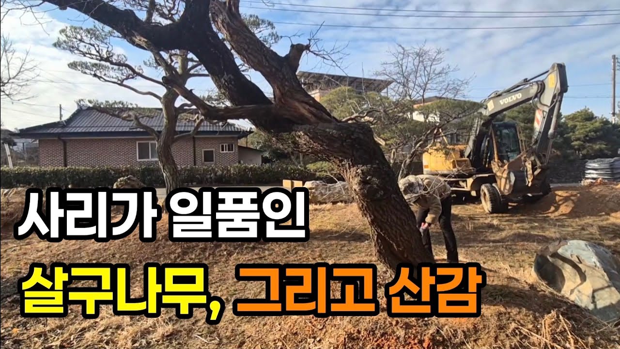 살구나무, 산감나무 입고됩니다  #산감나무 #살구나무 #나무꾼