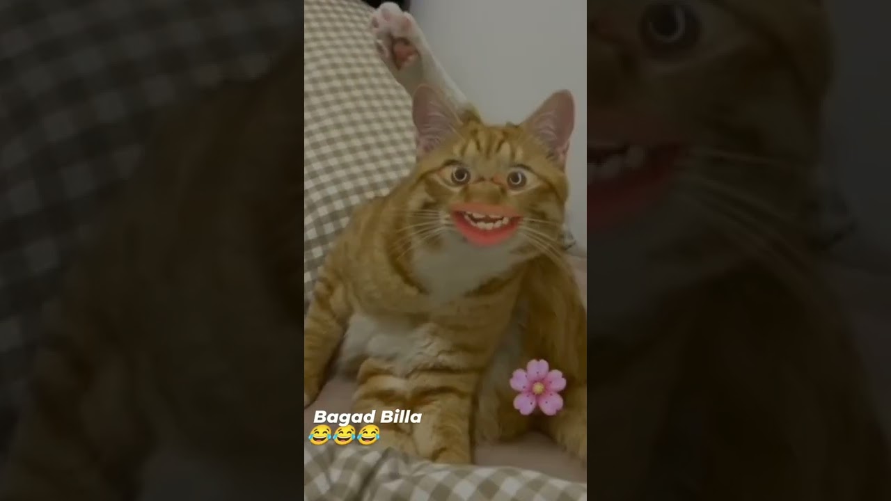 bagad Billa comedy video 😂😂