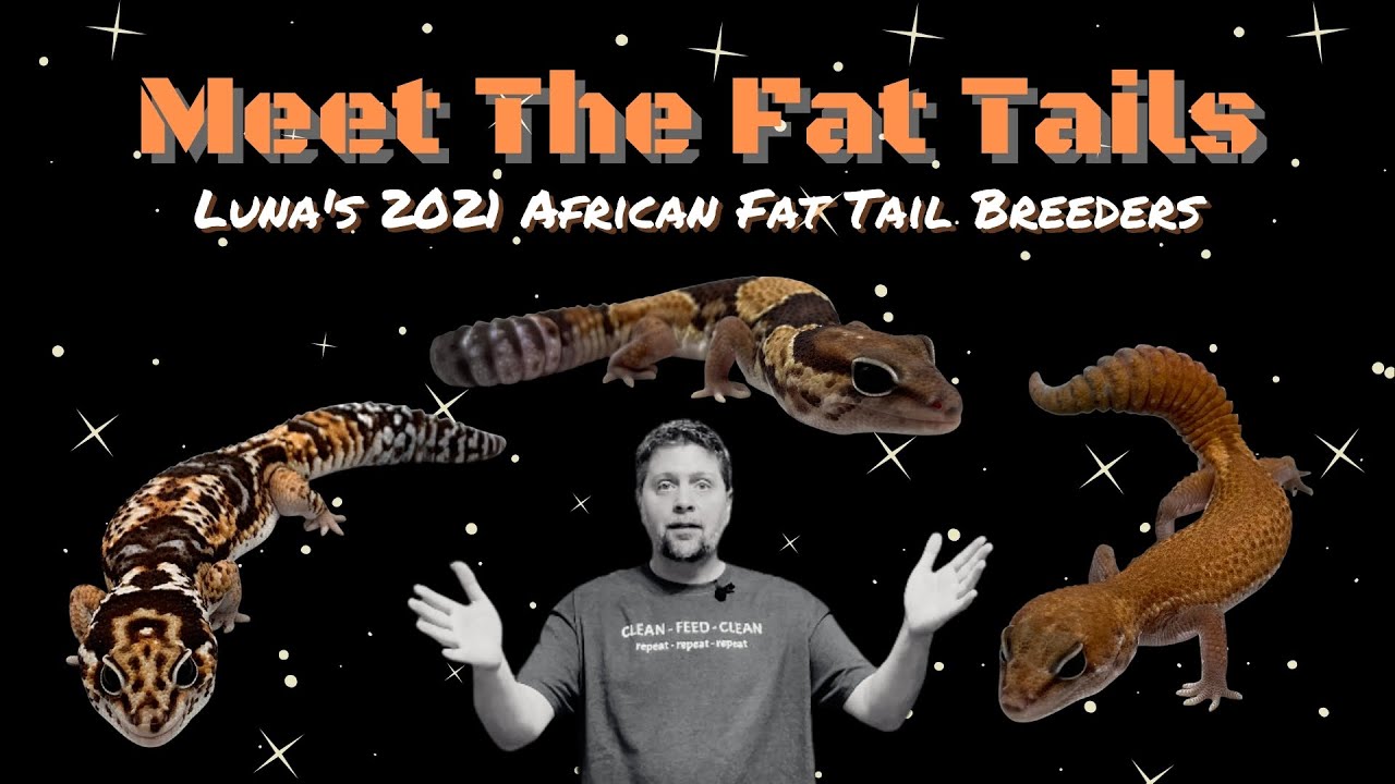 Meet The Fat Tails | Luna's 2021 African Fat Tail Breeders