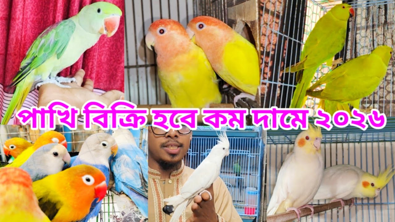 চন্দনা টিয়া,পাখির দাম কত ২০২৬ | টিয়া পাখির দাম কত | Indian Ringneck price in Bangladesh | Viralvideo