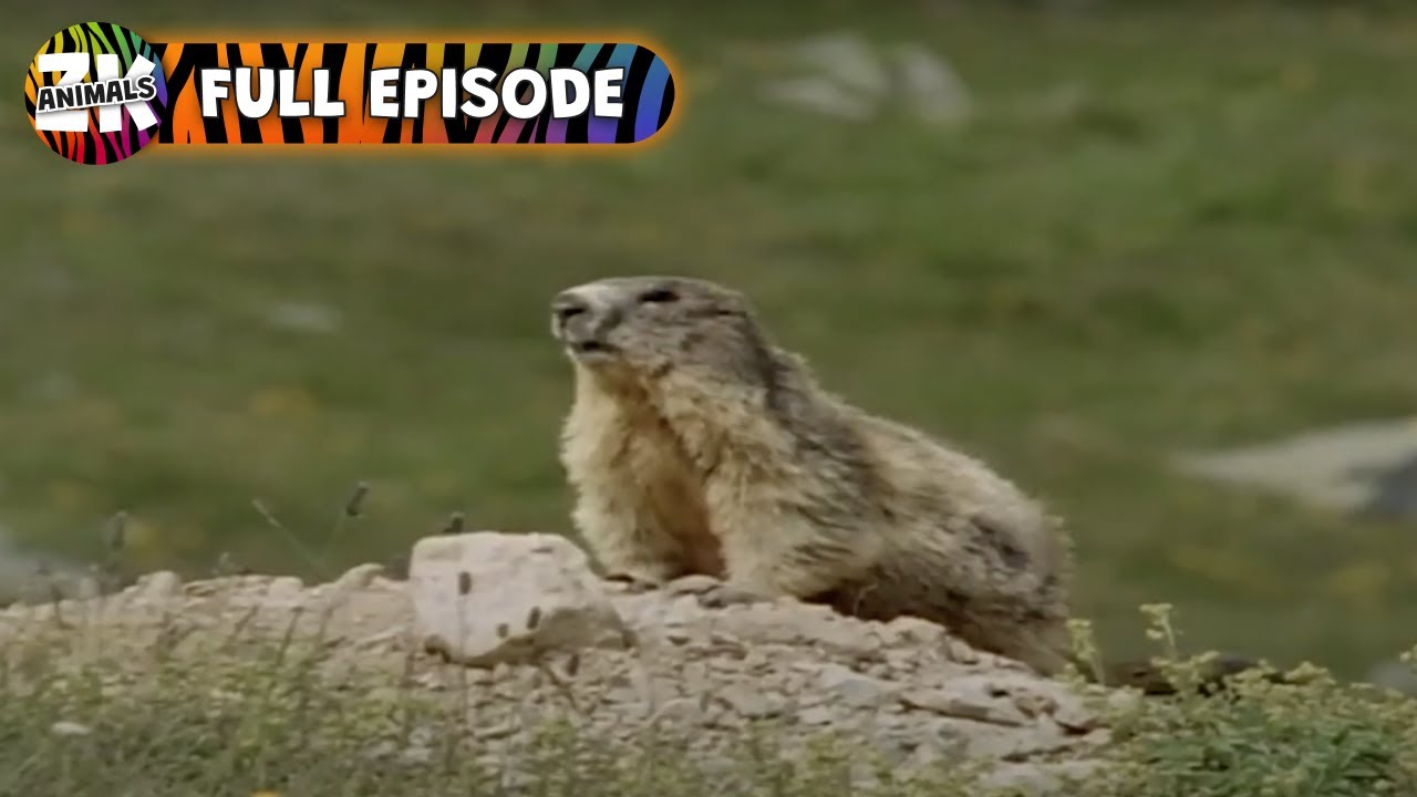Secrets of Marmot Burrows - Wild World - Animal Kingdom