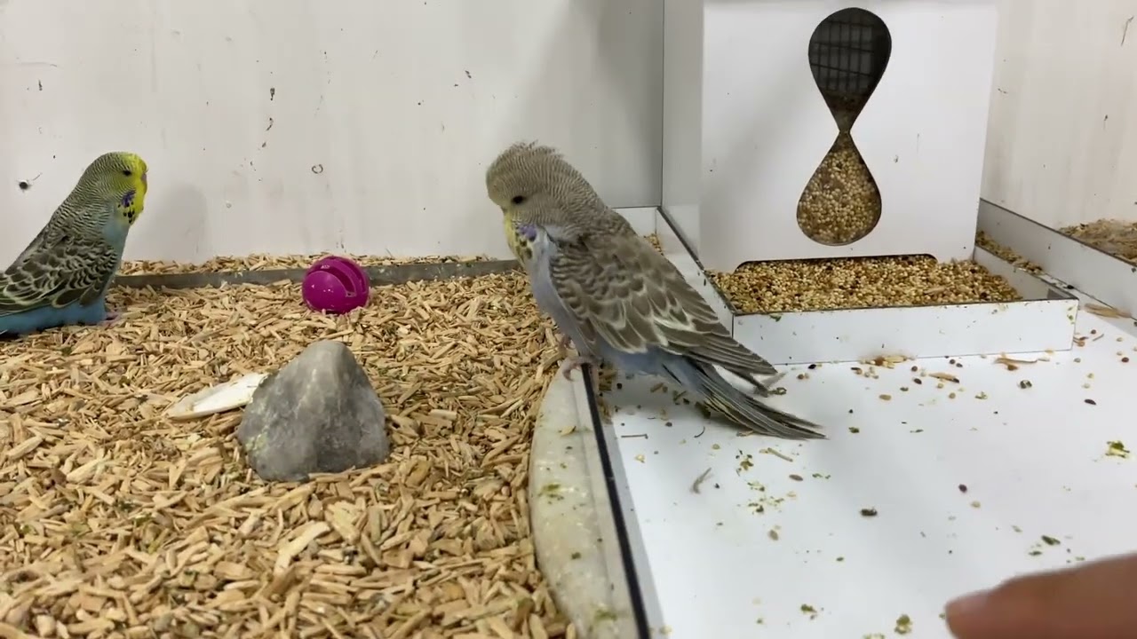 Yeni Eşlemeleri ve Yuva Kontrolü Yaptık!