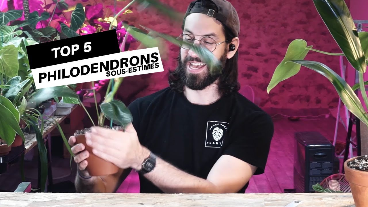 TOP 5 des philodendrons méconnus