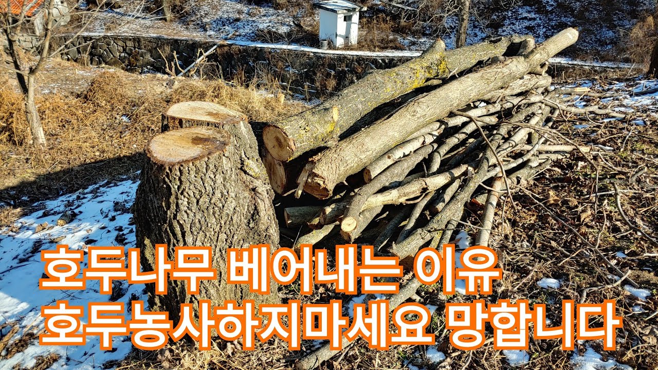 우리지역40~50년된#호두나무베어내는이유 (호두나무 심지 마세요 후회합니다)  #호두나무비참한최후 다른 것을 선택하세요