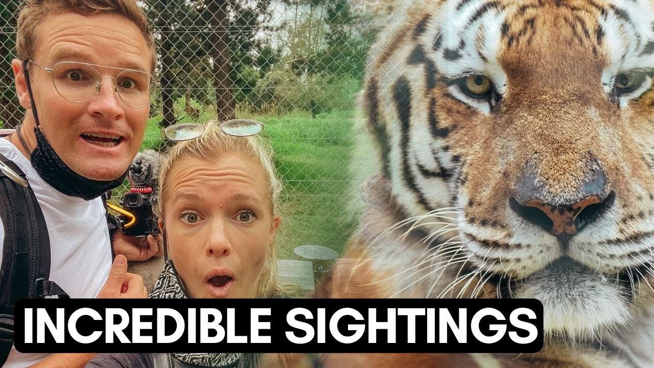 BIG CAT sanctuary SOUTH AFRICA | African Wildlife | VLOG #091
