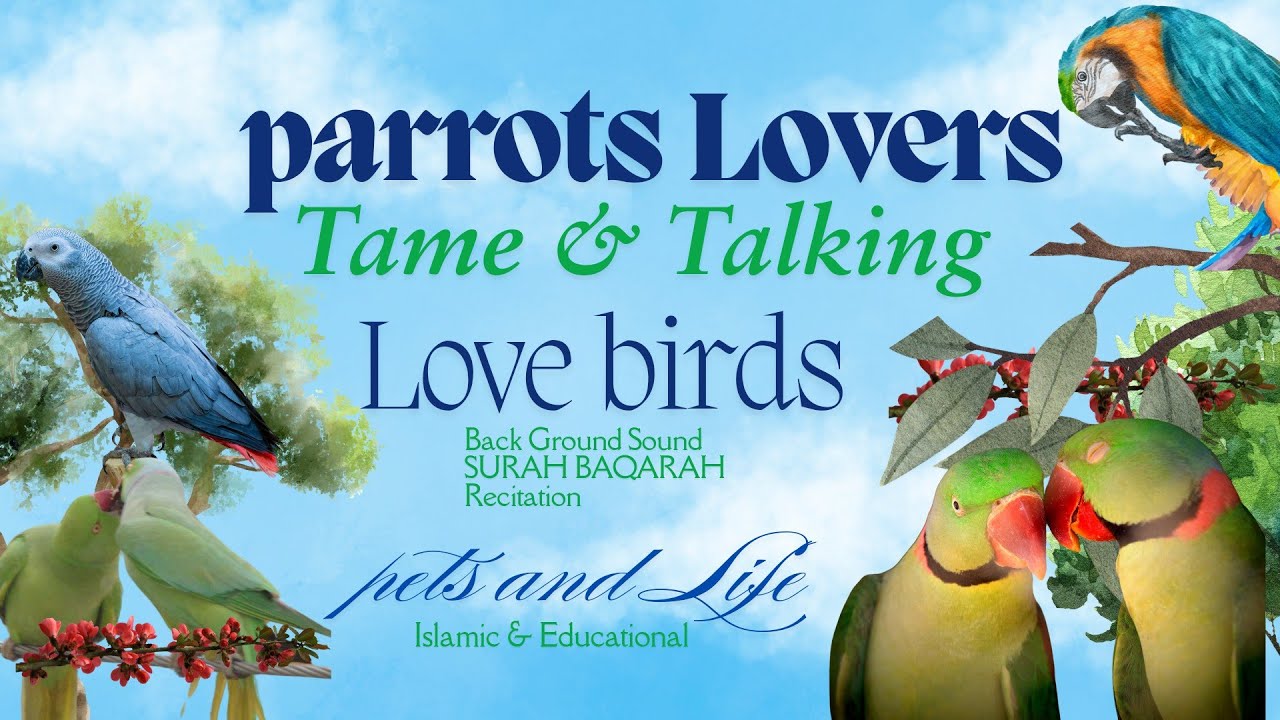 Bird Lovers | Grey parrots | LoveBirds |cremino Opline  | parrots | karachi birds for Sale