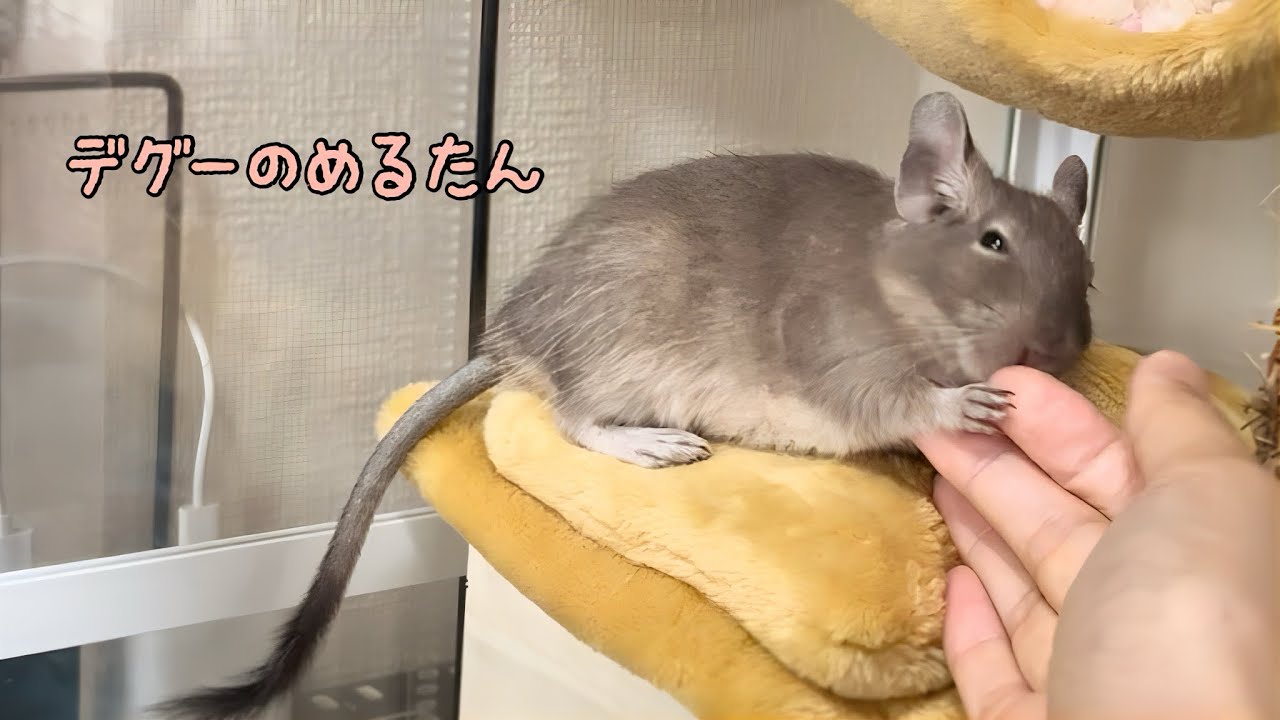 デグーを迎えてから2ヶ月目の様子／デグーのめるたん　Merutan is a degu
