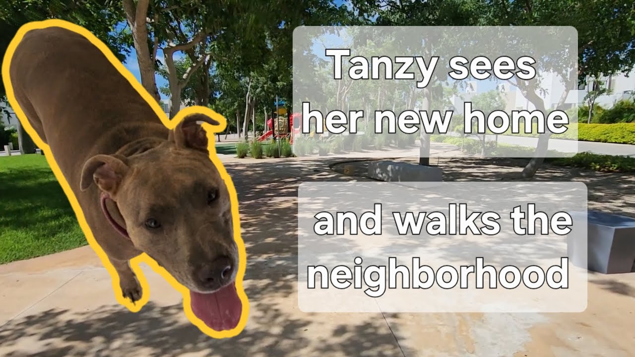 Tanzy inspects her house.