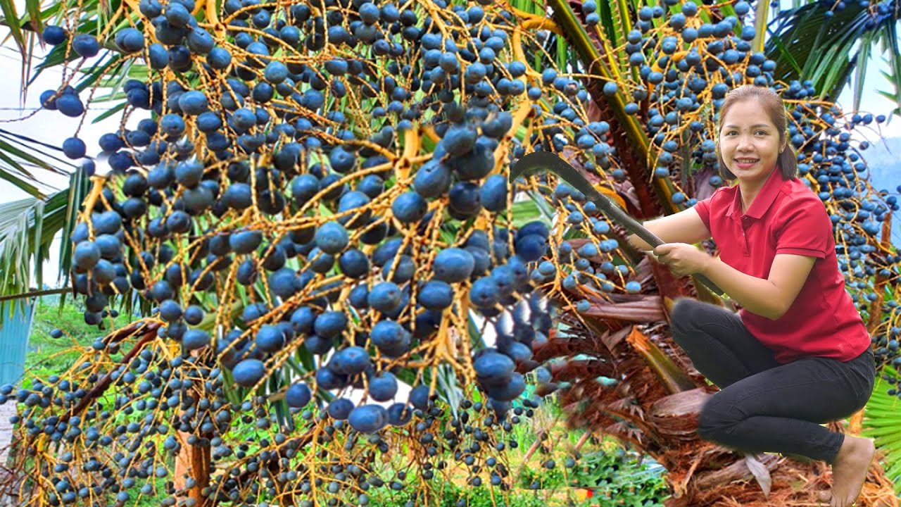 Harvesting 1000+Kg Giant Wild Ripe Palms In The Forest Goes To Market Sell,Pick Big Buddha's hand