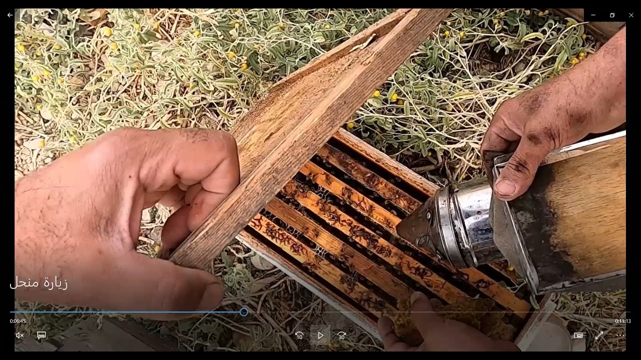 زيارة المنحل بداية شهر 12 2021