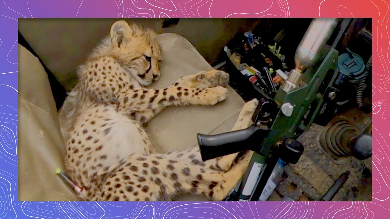 Saving the Cutest Cheetah | Wildlife in 360 VR
