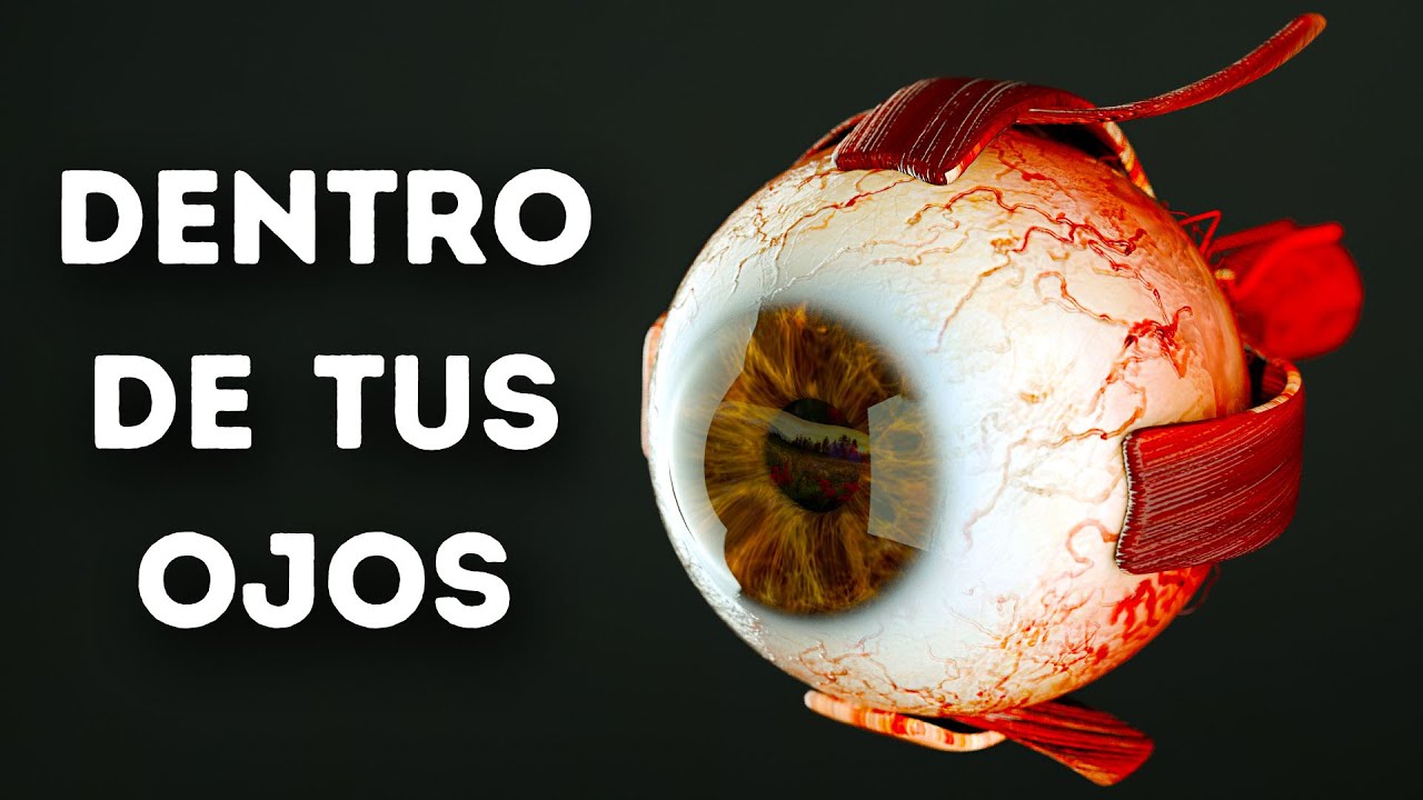 Lo que sucede dentro de tus ojos