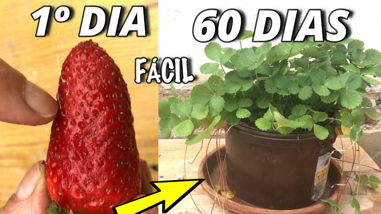 DEZENAS  de plantas de MORANGO en 15 dias! Germinar Morango de Supermercado