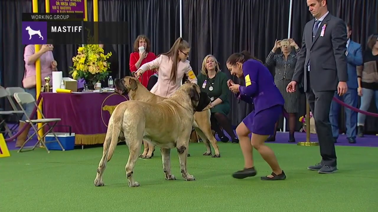 Mastiffs | Breed Judging 2019