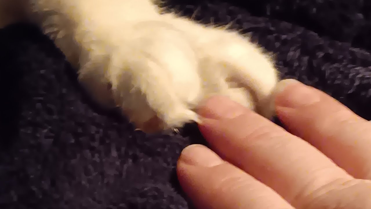 Mary is live! #shortsfeed,#shorts,#chat