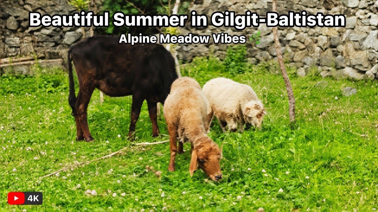 Beautiful Summer in the Gilgit-Baltistan|Alpine-Discovery .