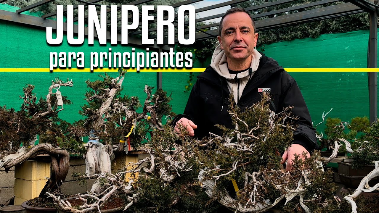 Juniperus para principiantes
