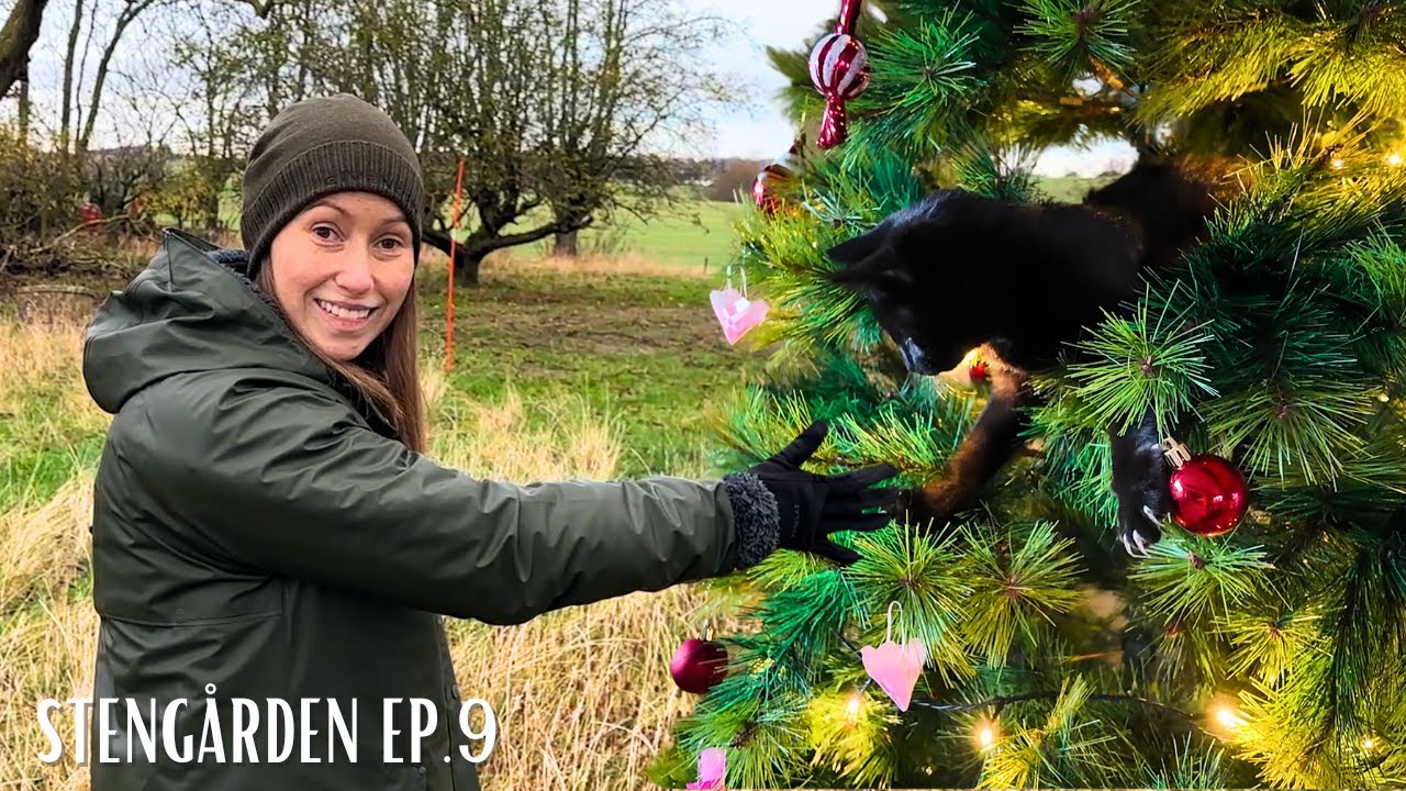 Tre månader av fix & nya familjemedlemmar | Stengården ep. 9