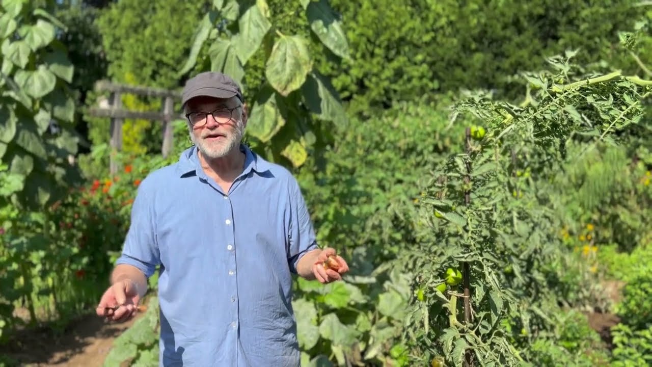 D'où vient la tomate Noire du Portage? Yves Gagnon. Semences du Portage.