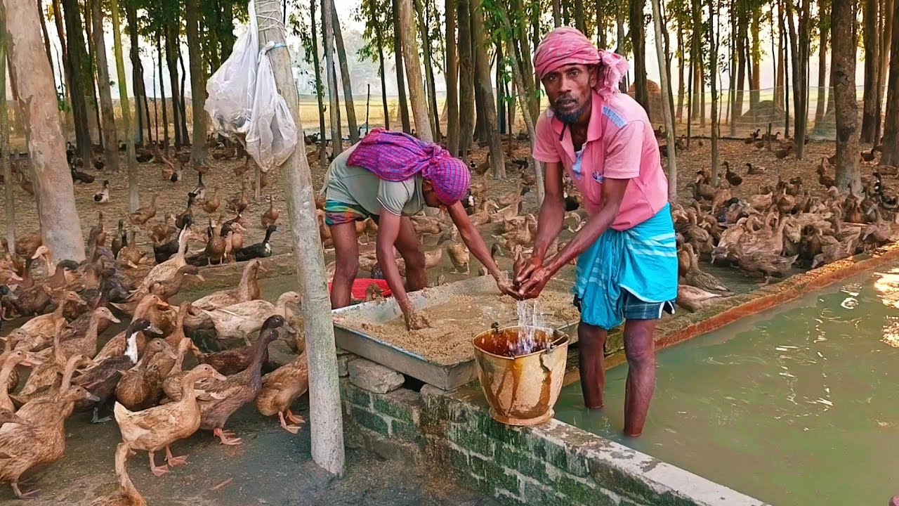 ১০০০ হাঁস থেকে প্রতিদিন ৯৩০ পিস  ডিম উত্তোলন করা হচ্ছে🦆🥚