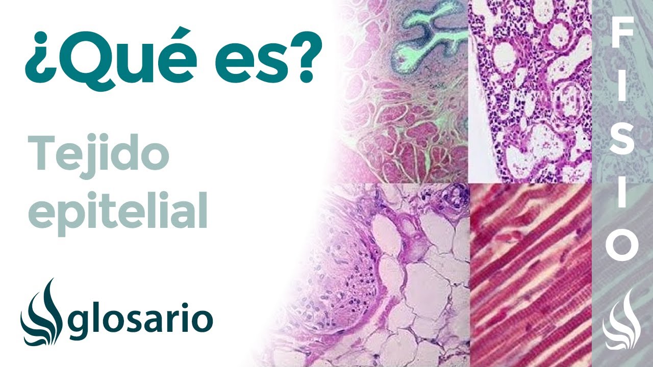 TEJIDO EPITELIAL | Qué es, componentes, ubicación, clasificación y función