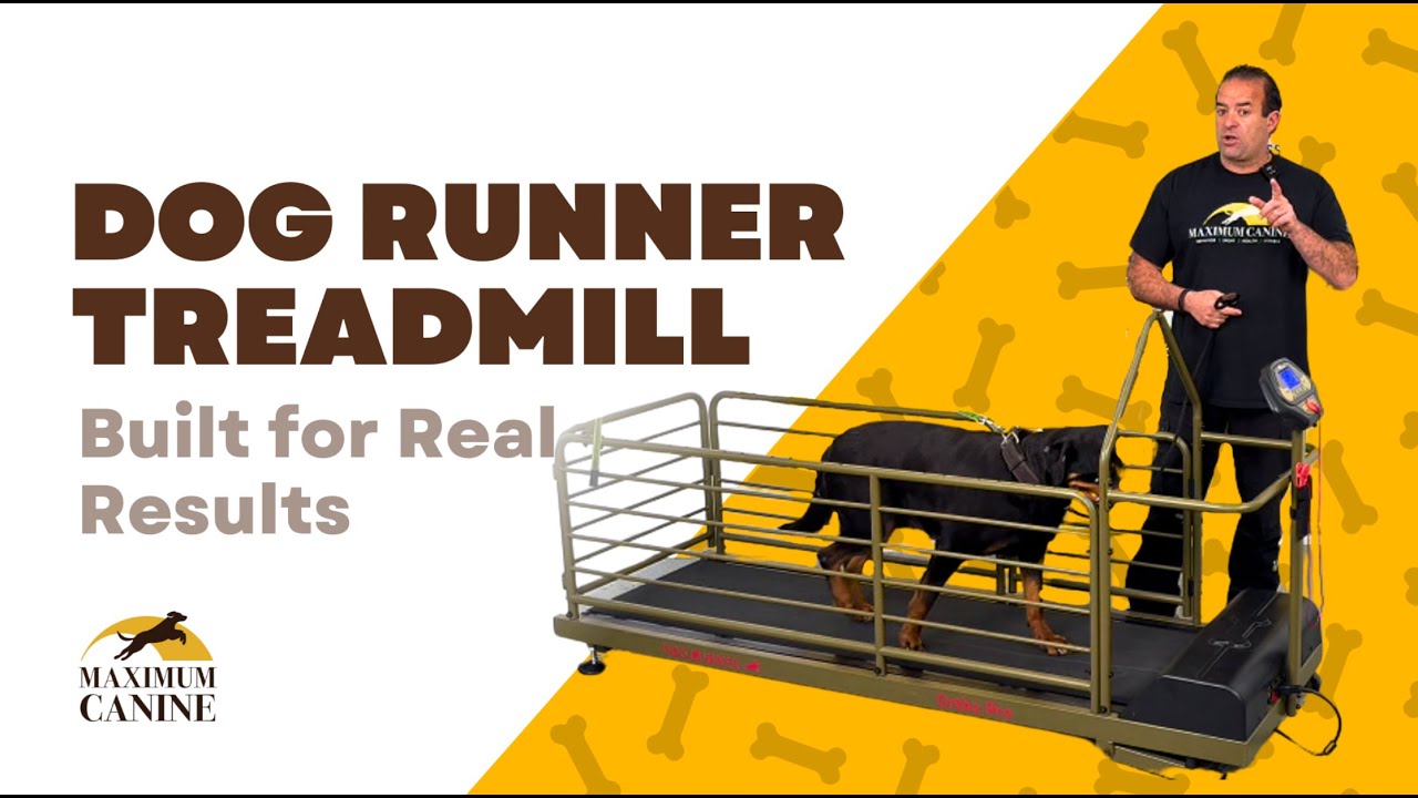Dog Runner Treadmill