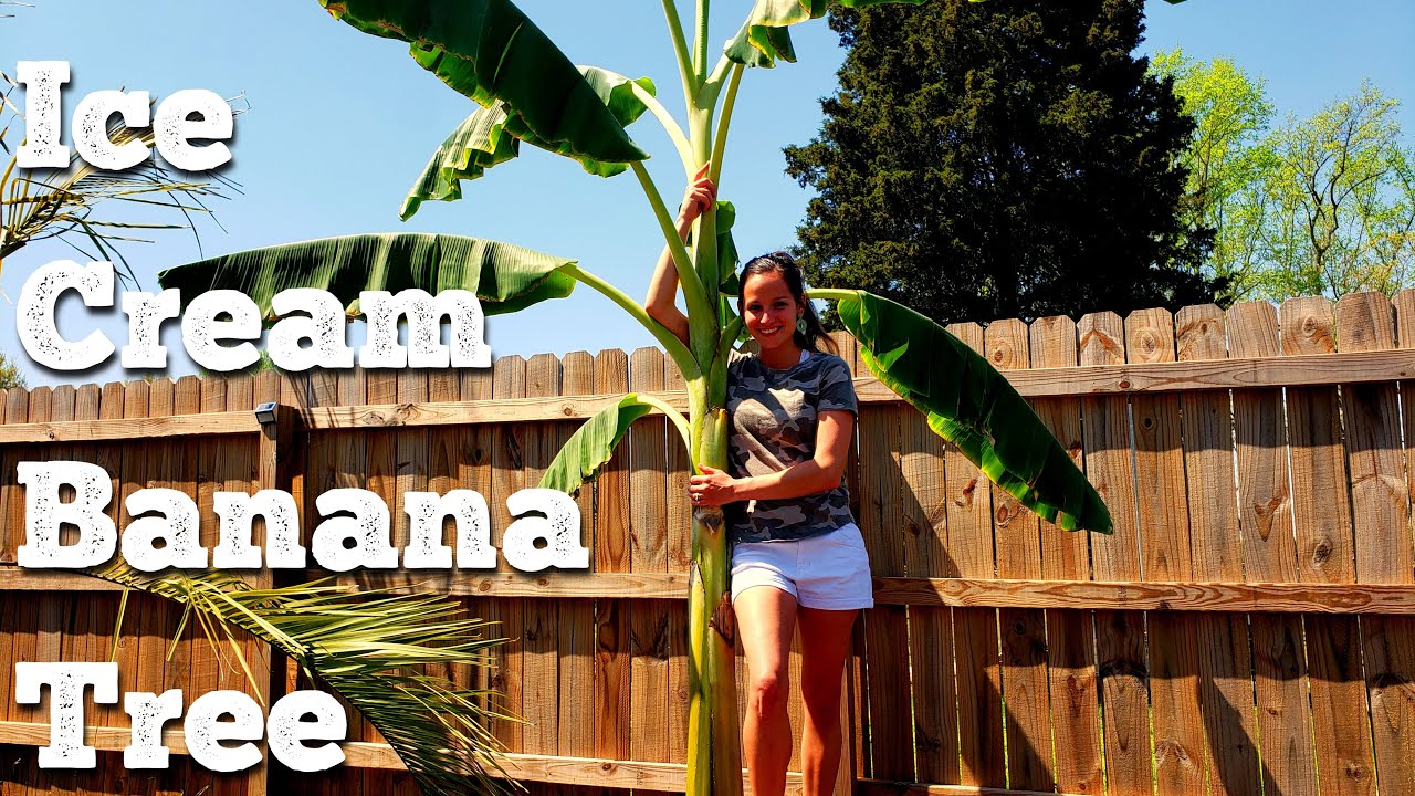 Planting the Ice Cream Banana Tree