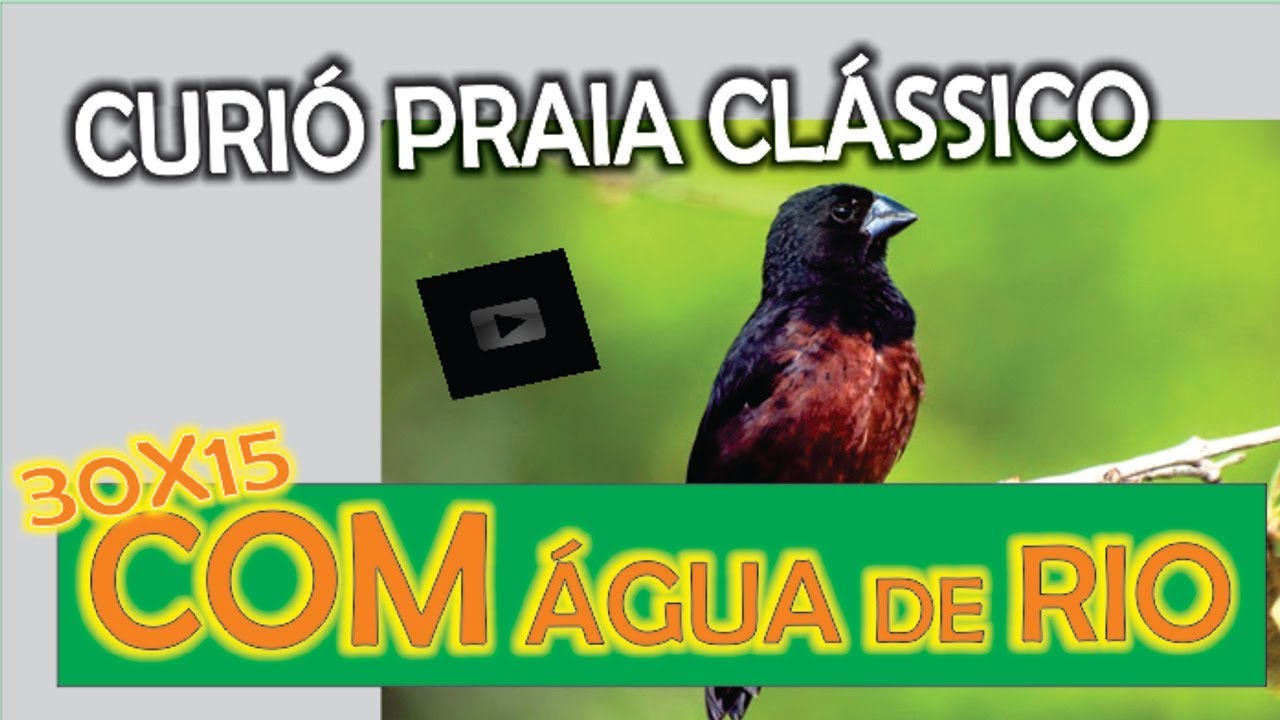 #14 curió Pavarotti gravação analógica Canto Praia Grande super clássico 30x15 de água de rio