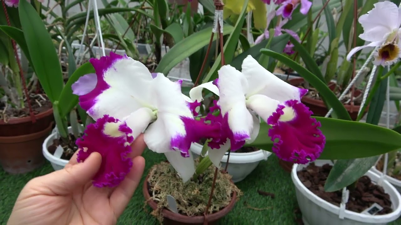 Цветение декабрь 2025. Cattleya percivaliana coerulea,Trichocentrum lanceanum..