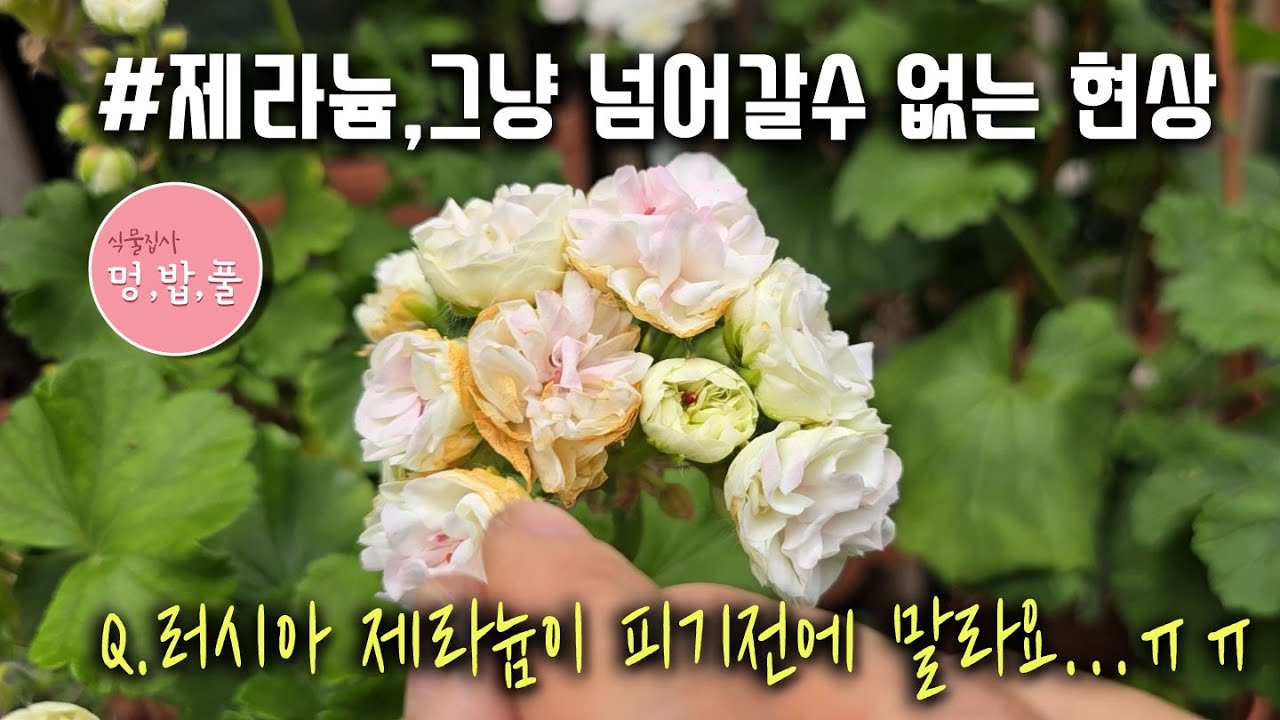 제라늄,러시아제라늄 마르는 현상 #러시아제라늄 #꽃마르는현상