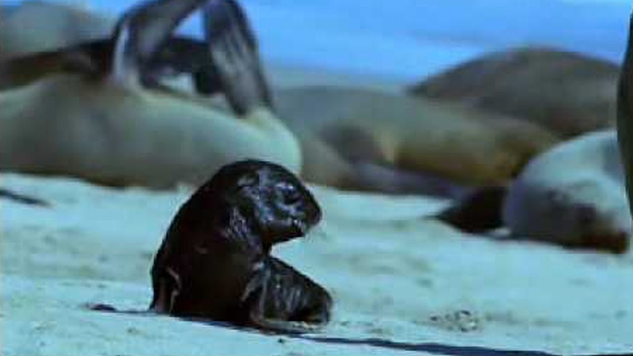 Cape Fur Seal Pups vs Black Back Jackalls | Dune | BBC Studios