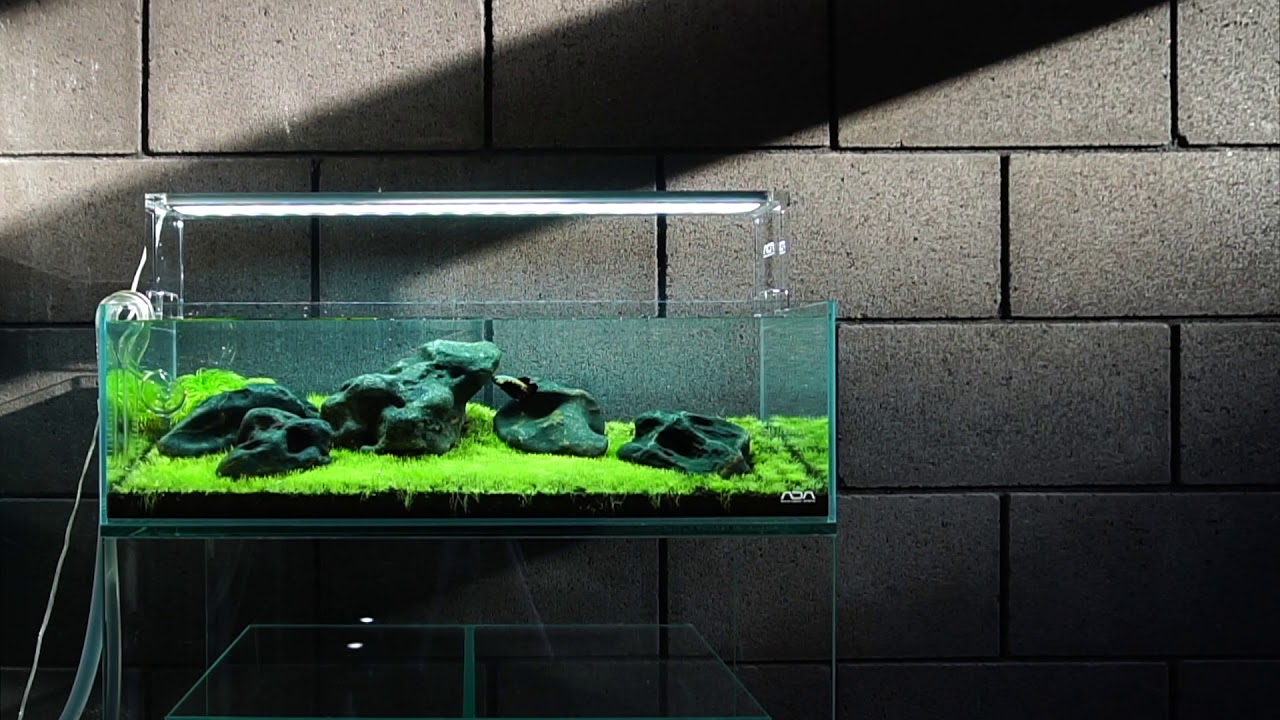 ADA 60f Iwagumi Time Lapse