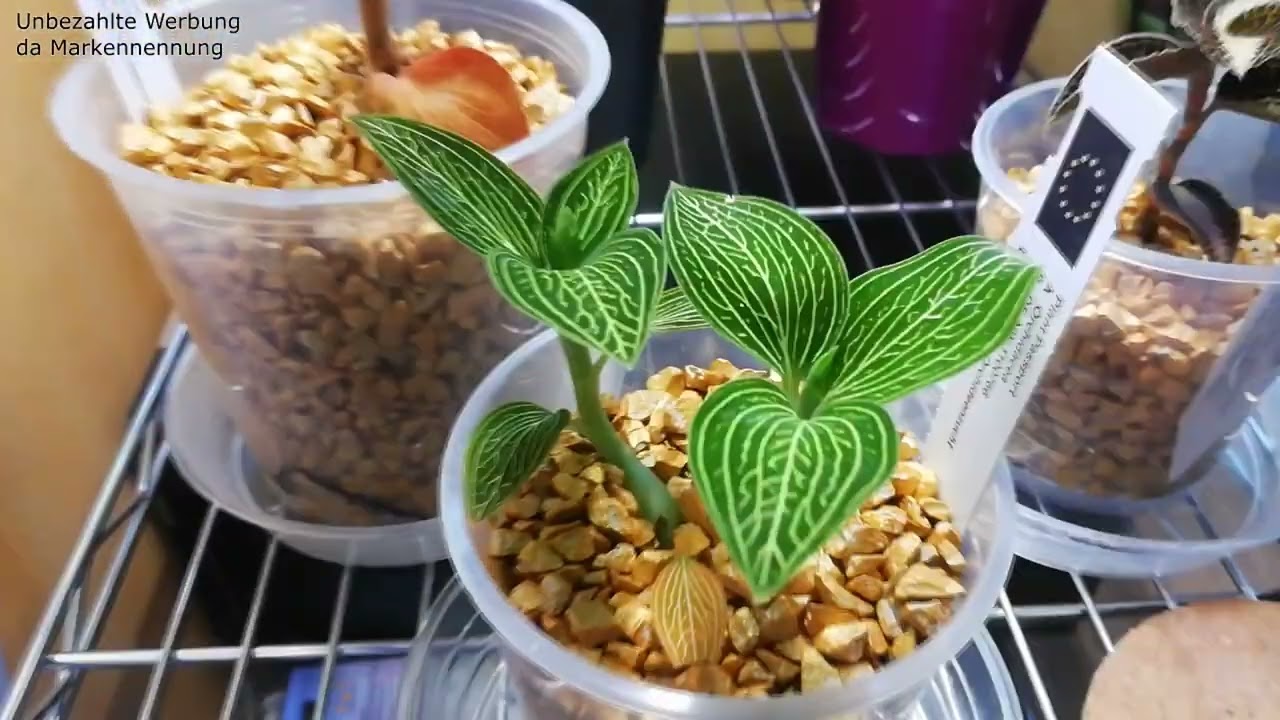 Juwelorchideen / Blattschmuckorchideen
