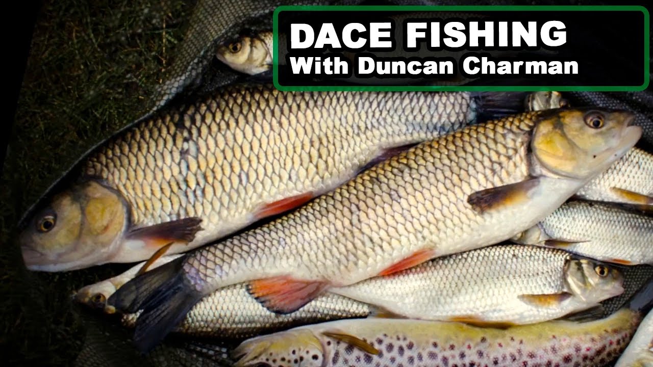 TROTTING FOR DACE with Duncan Charman | As seen on Carl and Alex Fishing and Nash Peg One