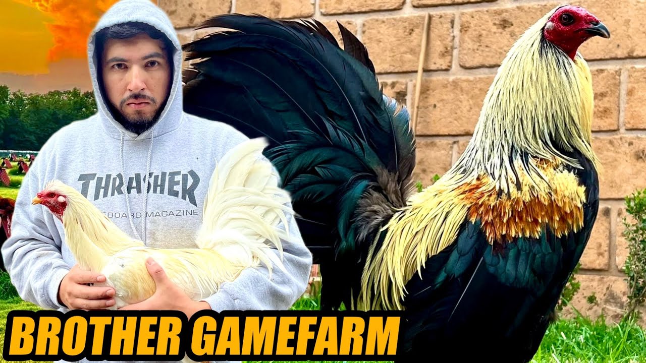 Muff Greys Foster And White Hatch Kelso | BROTHER GAMEFARM