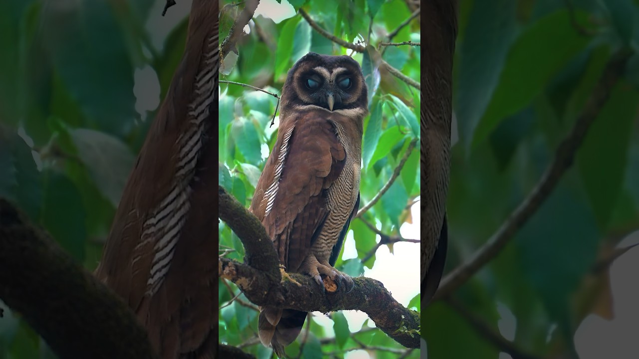 Let&rsquo;s get lost in such Owlsome eyes 🦉Brown Wood Owl filmed at Sattal, Uttarakhand. #nature #owl