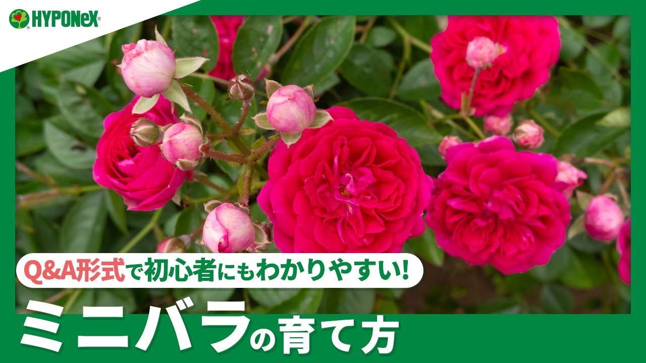☘243：【Q&A】ミニバラの育て方｜きれいな花を沢山咲かせる方法は？水やりや肥料などの管理方法もご紹介