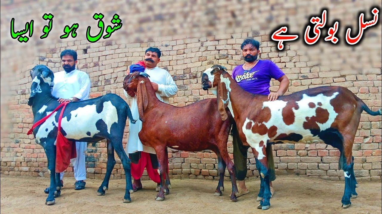 Top Class Amritsari Beetal Goats Of Miaan Waqas - Beetal Goat In Sargodha