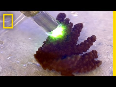 Super Coral That Can Survive Global Warming | National Geographic