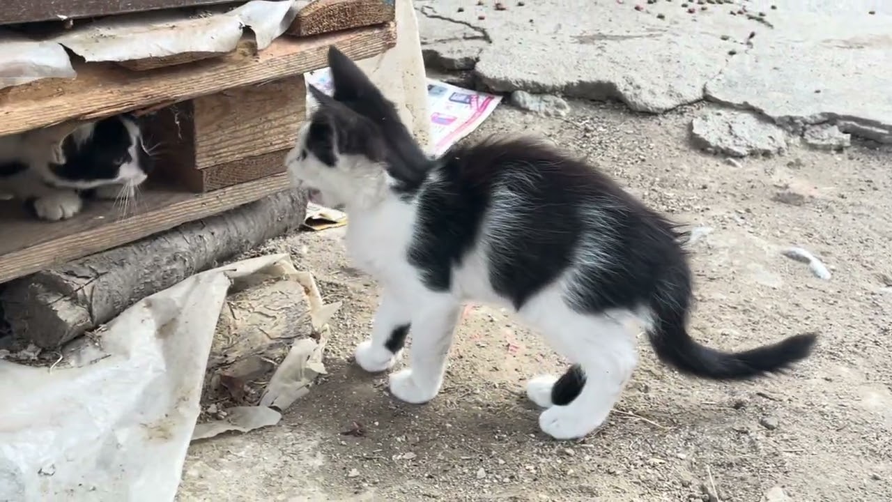 Capture the adorable cats in the village in Greece #cat #nature 
