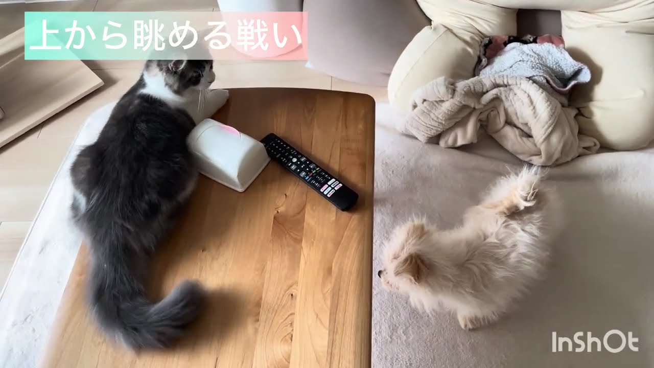 俯瞰で見ると分かる！？子犬と子猫の力関係【こえらが日記#3】