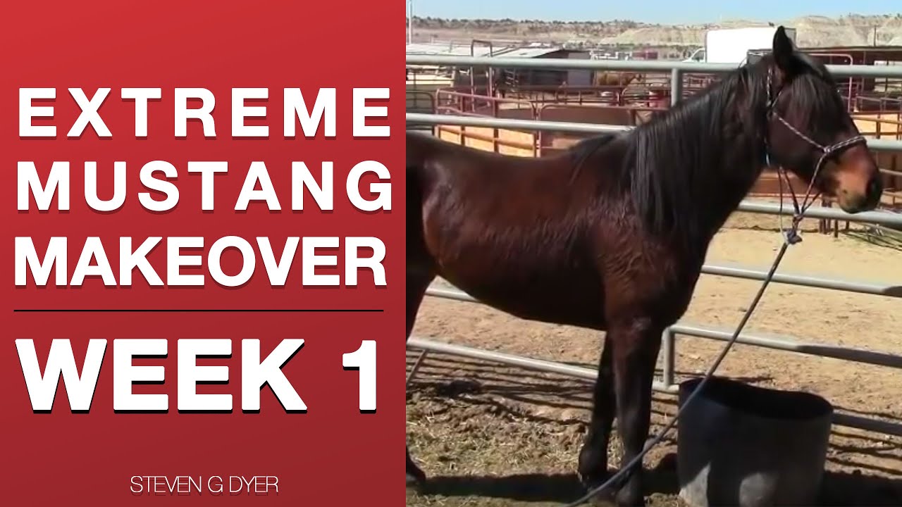 Wild Mustang Challenge Week 1 Extreme Mustang Makeover 2017 (Pt. 1 of 14)