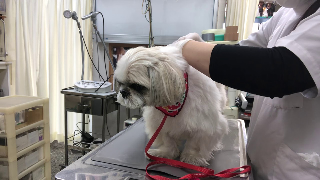 ❹シーズーのモカちゃんの治療、ブラッシング