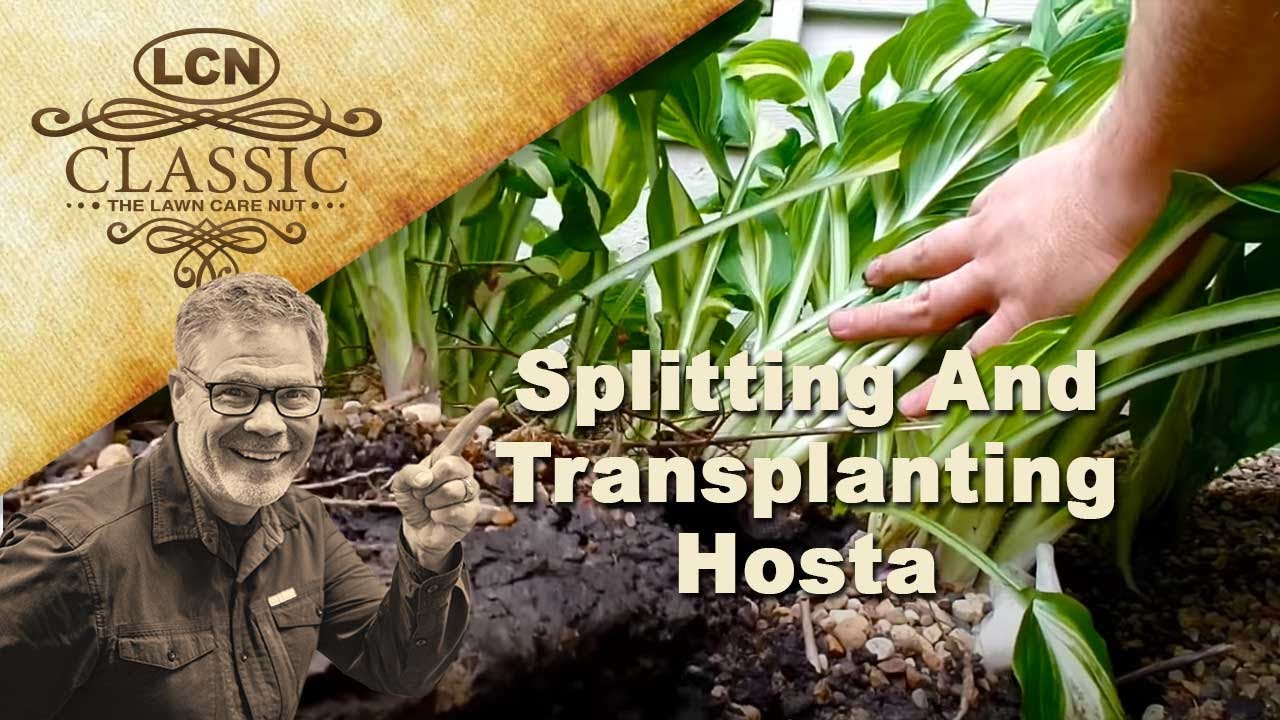 Splitting And Transplanting Hosta - Step By Step
