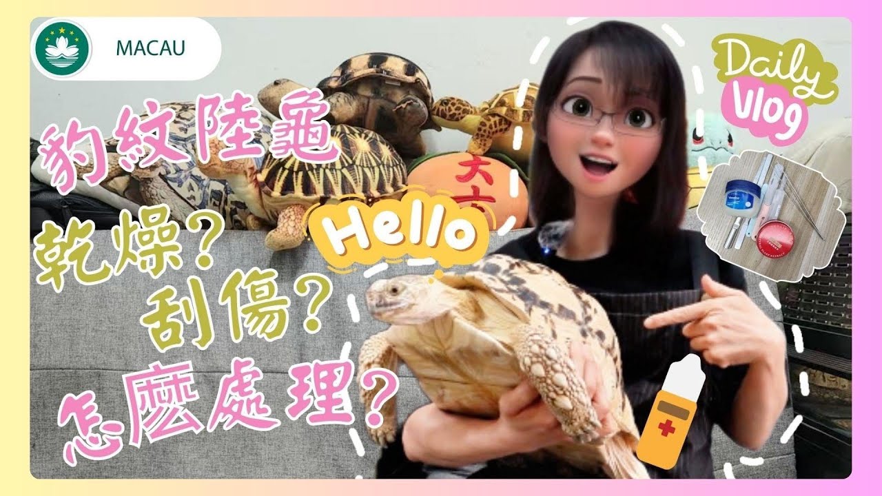🇲🇴│🐢│豹紋陸龜│日常護理篇│腿腳有輕微刮傷了怎麽處理?龜寶們皮膚乾燥怎麽辦?個人操作分享！