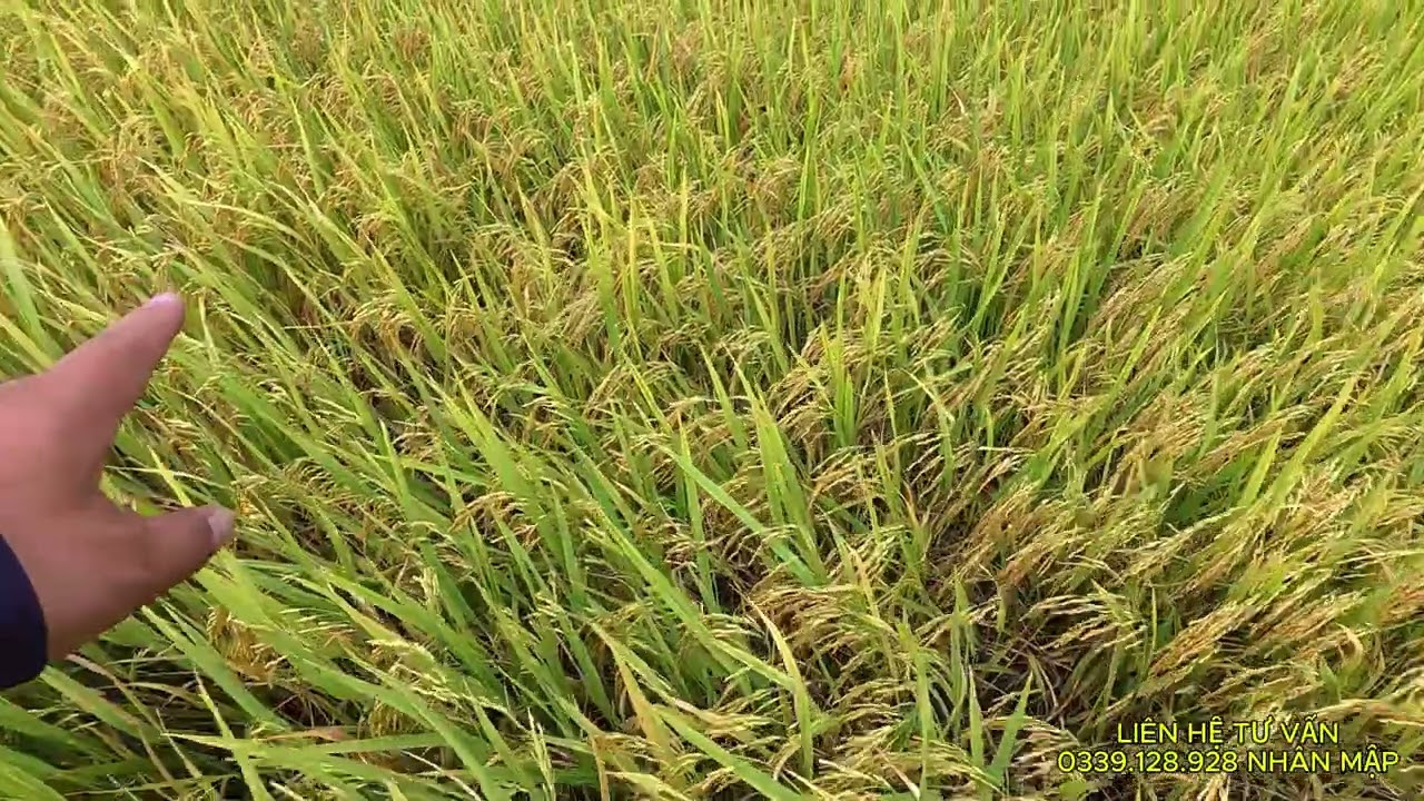 Giống l&uacute;a OM18 quản l&yacute; tốt vi khuẩn, đạo &ocirc;n cổ b&ocirc;ng, chi ph&iacute; vụ h&egrave; thu 2025