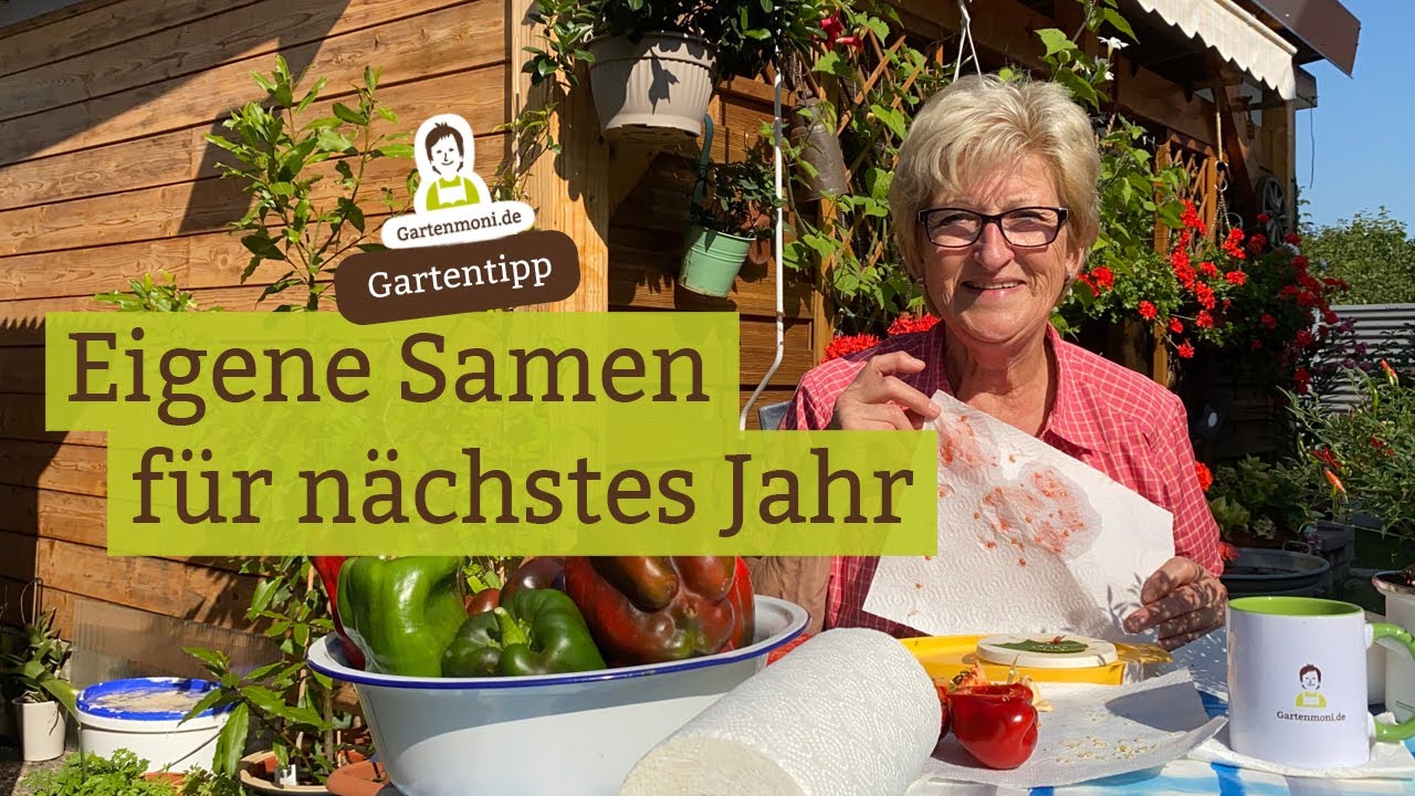 Eigene Samen von deinen Lieblingssorten nehmen: Samen von Tomaten, Paprika, Chili für nächstes Jahr