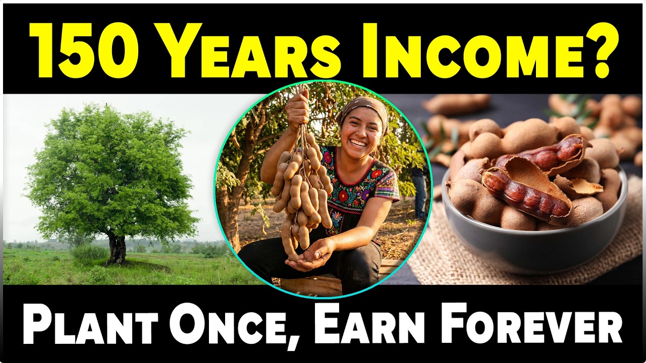 One Tree, 150+ Years Income? Tamarind Farming Explained