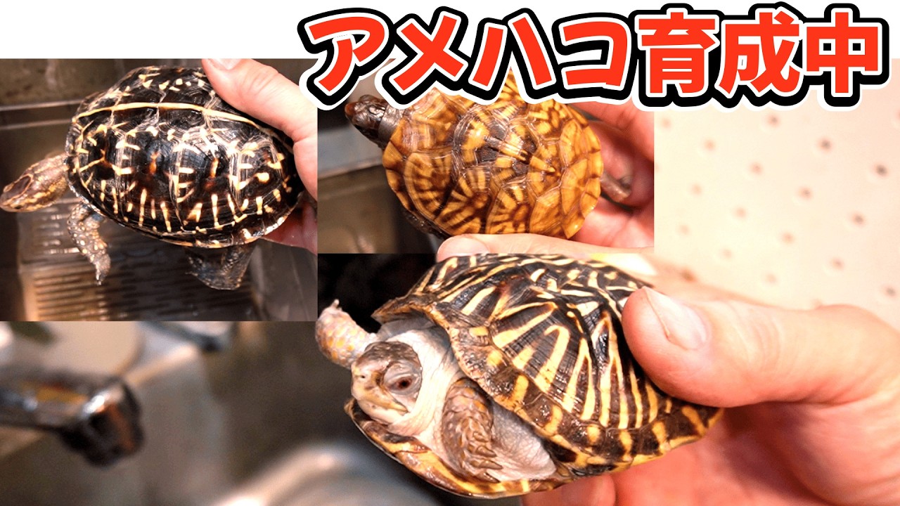 アメハコ育成中！〜2月の室内の植物と亀〜